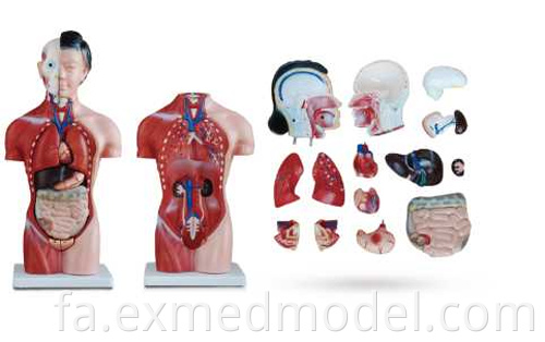 Female Human Torso